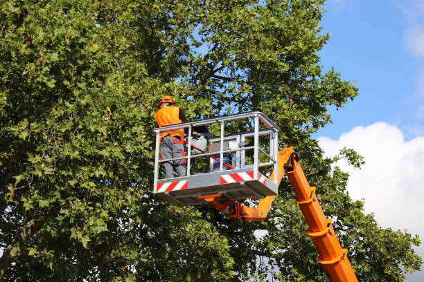  , USA Tree Removal Pros